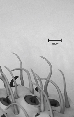Cover art: Microtopies